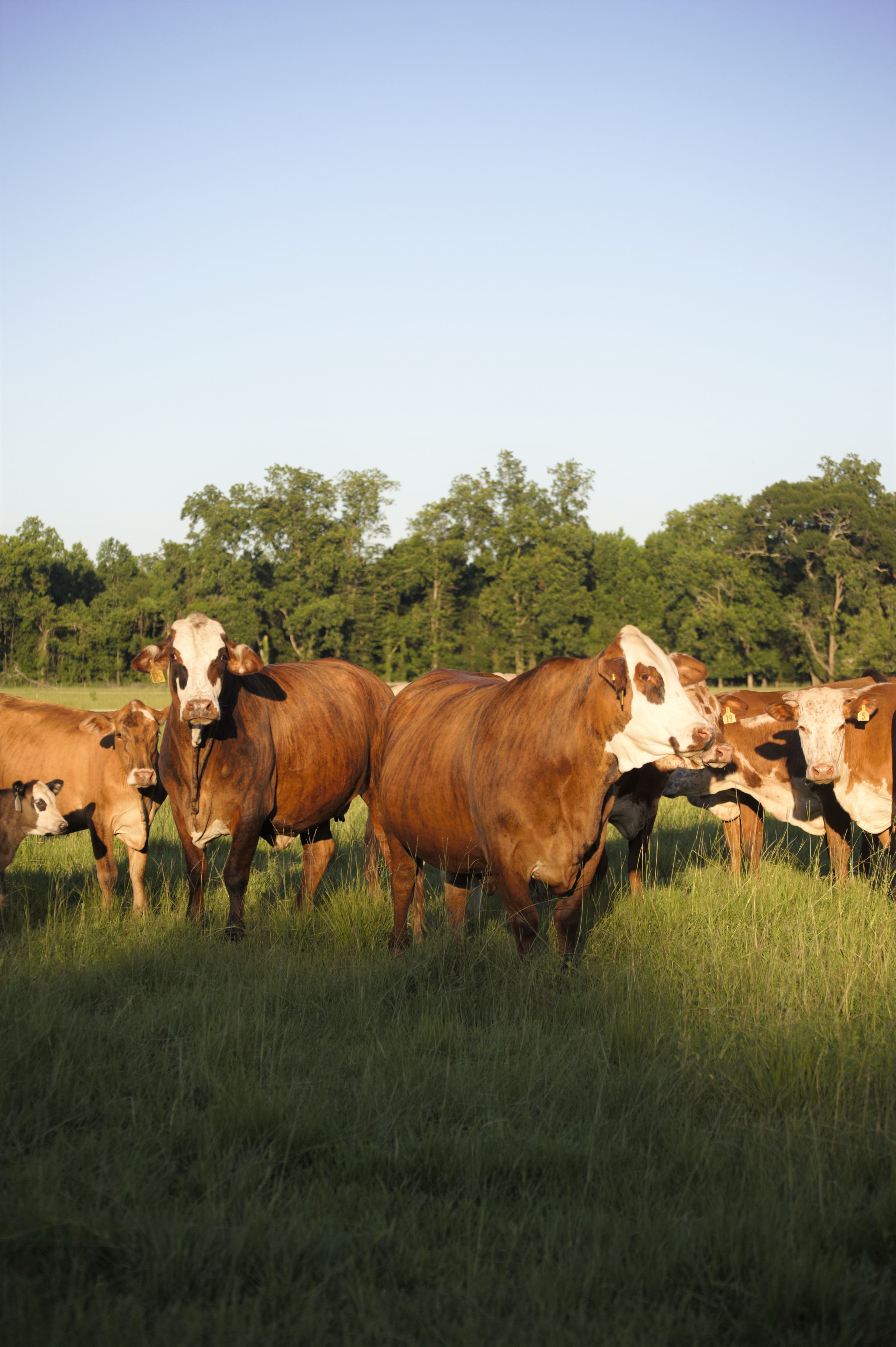 Louisiana Cattlemen's Association
