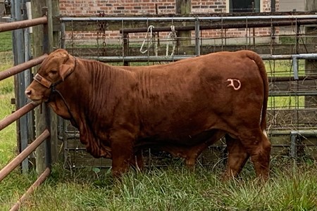 bull-1-cropped.jpg J. Daigle