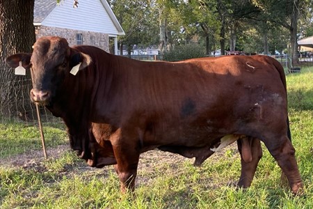 bull-2-cropped.jpg J. Daigle