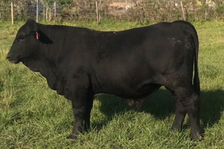 c-bull-1.jpg Brangus Bull