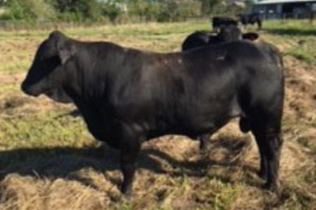 chaisson-bull-16-months.jpg c. bull