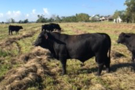 chaisson-bull-18-months.jpg c. bull