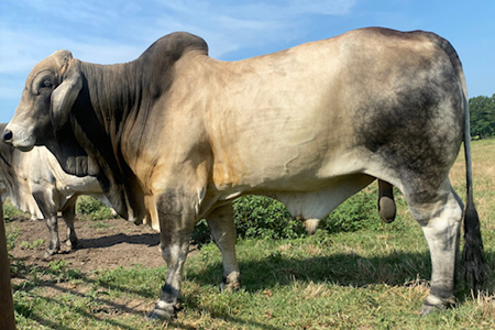 fontenot-bull-1.jpg F. Bull
