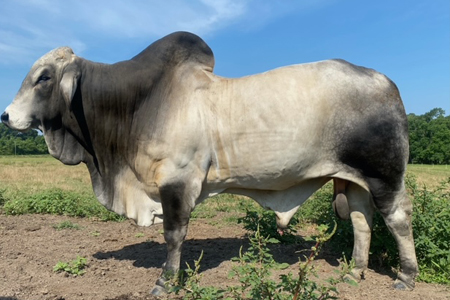 fontenot-bull-2.jpg F. Bull
