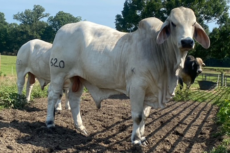 fontenot-bull-3.jpg F. Bull