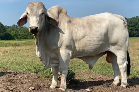 fontenot-bull-4.jpg F. Bull