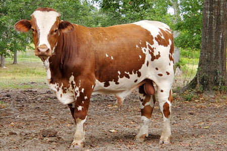 salley-paint-bull-web.jpg Salley bull