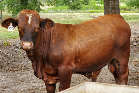 salley-red-bull-web.jpg Salley bull