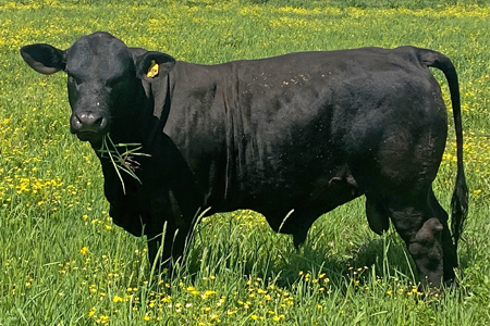 torbert-bull-1.png Torbert Bull
